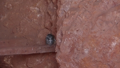 Strix occidentalis lucida