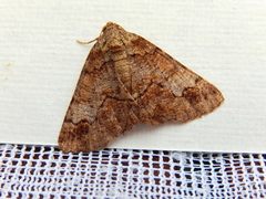 Cryphaea xylina