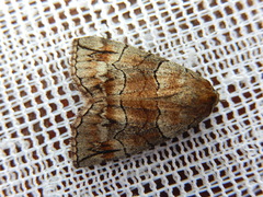 Dysbatus stenodesma