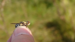 Pharyngomyia picta