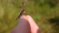 Pharyngomyia picta