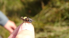 Pharyngomyia picta