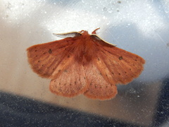 Anthela ferruginosa