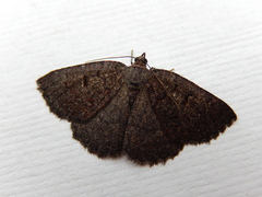 Apodasmia rufonigraria