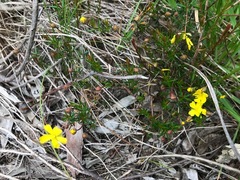 Hibbertia acicularis