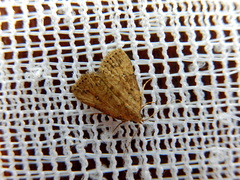 Tolpiodes oligolasia