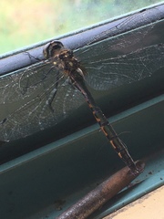 Hemicordulia armstrongi