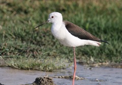 Himantopus himantopus