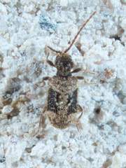 Gynopterus