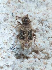 Gynopterus