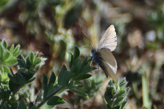 Zizina otis labradus