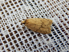 Eulechria convictella