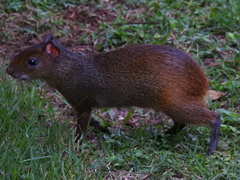 Dasyprocta leporina