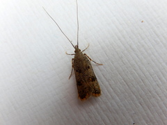 Lecithocera sobria