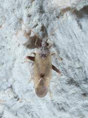 Parthenicus juniperi