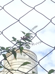 Rivina humilis