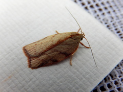 Euchaetis inceptella