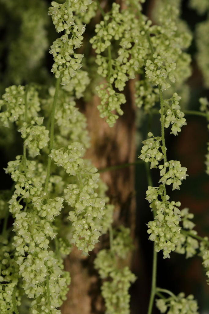 Cyclea laxiflora