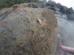 Gastropoda