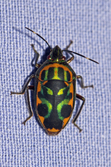 Tetrarthria variegata