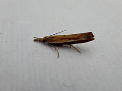 Ptochostola microphaeellus