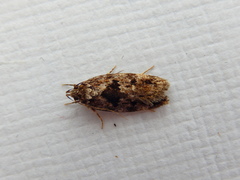 Barea melanodelta
