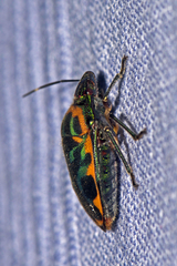 Tetrarthria variegata