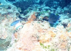 Acanthurus coeruleus