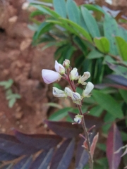 Grona heterocarpos