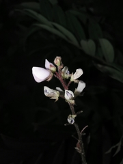 Grona heterocarpos