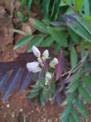 Grona heterocarpos