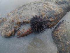 Echinometra lucunter