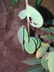 Grona heterocarpos