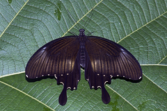 Papilio nephelus