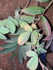 Grona heterocarpos