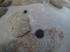 Echinometra lucunter