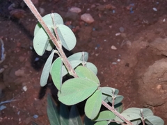 Grona heterocarpos