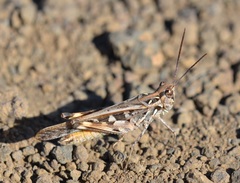 Oedaleus abruptus