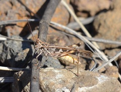 Oedaleus abruptus