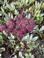 Angelica morrisonicola