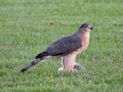 Accipiter cooperii
