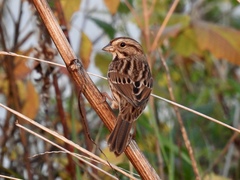 Melospiza melodia