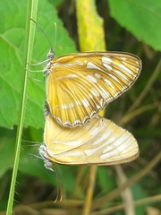 Mestra hersilia