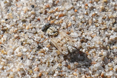 Thereva niveipennis