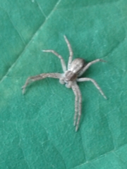 Philodromus dispar