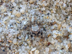 Habronattus amicus