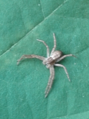 Philodromus dispar