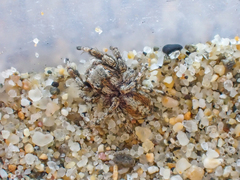 Habronattus amicus
