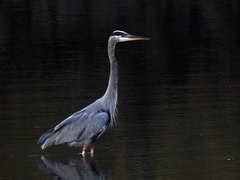 Ardea herodias