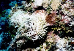 Condylactis gigantea